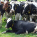 Ajutor de stat pentru crescătorii de bovine: pierderile din anul trecut vor fi compensate parţial din bugetul central