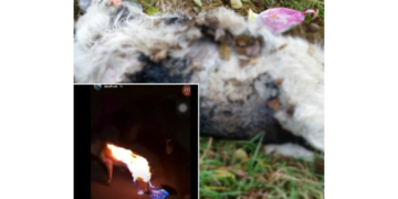 Un caz de o cruzime ieşită din comun: a prins un câine în laț și i-a zdrobit capul. Bărbatul incendiase un alt câine în urmă cu puțin timp