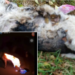 Un caz de o cruzime ieşită din comun: a prins un câine în laț și i-a zdrobit capul. Bărbatul incendiase un alt câine în urmă cu puțin timp