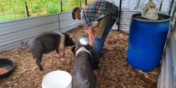 Legea porcului: poți să crești câți porci vrei, dar nu îi poți reproduce decât artificial