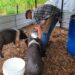 Legea porcului: poți să crești câți porci vrei, dar nu îi poți reproduce decât artificial