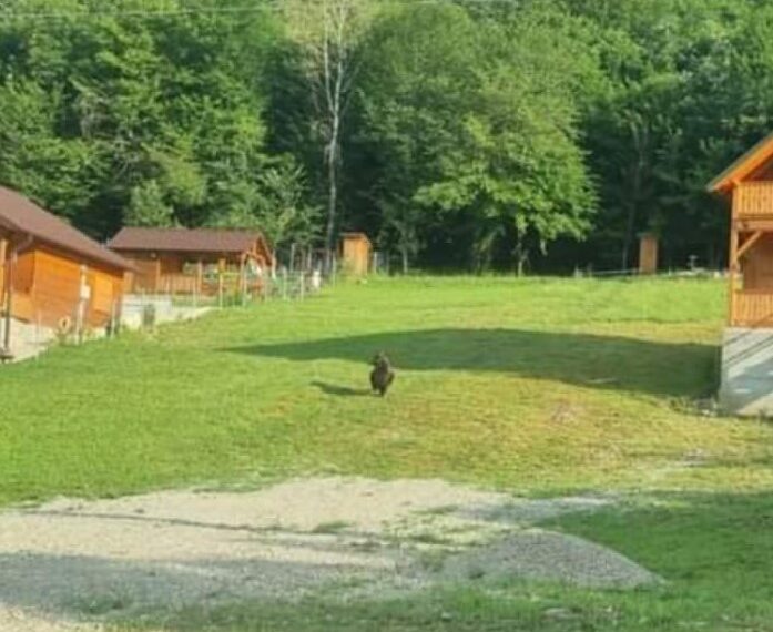 Urs în zona unei cabane din Vârciorog.