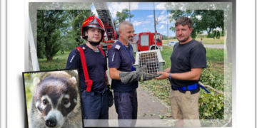 Un coati, capturat dintr-un plop, după ce a fugit de la Zoo Oradea