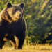 Urs, judecat după ce a ucis un tânăr de 26 de ani care făcea jogging
