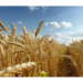 An agricol bun. La grâu o medie de 5.000 kg pe hectar, ceea ce înseamnă o producţie mai mare faţă de anul trecut