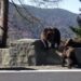 Video: Inconştienţă pe Transfăgărăşan / O mamă şi-a dus copilul să hrănească un urs cerşetor