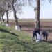 1324 de bihoreni au impusă obligația de a presta muncă neremunerată în folosul comunității. La Toboliu au văruit livada cu nuci