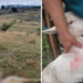 Ursul de Betfia bagă Prefectura în ședință. Primarul de Sânmartin la pândă după ce ursul a atacat în zona Cartierul Tineretului și a ucis 12 capre