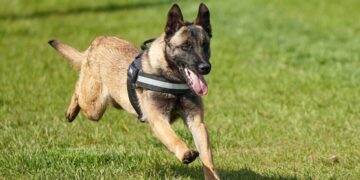 Athos, câinele de urmă care a găsit droguri în pereții casei unui bărbat
