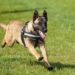 Athos, câinele de urmă care a găsit droguri în pereții casei unui bărbat