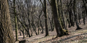 Corpul unui adolescent de 17 ani, găsit într-o pădure. Suspiciuni de ucidere din culpă