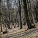 Corpul unui adolescent de 17 ani, găsit într-o pădure. Suspiciuni de ucidere din culpă