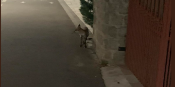 După “ursul de Sânmartin“ a apărut și “vulpea de Băile -Felix“