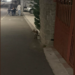 După “ursul de Sânmartin“ a apărut și “vulpea de Băile -Felix“