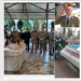 GALERIE. Sute de militari și civili au mers în urma afetului de tun cu care a fost dus la cimitir generalul Lungu. Îngropat cu onoruri militare