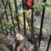 Salvată de pompieri.O căprioară a rămas captivă pe Lacul Roșu, într-un gard