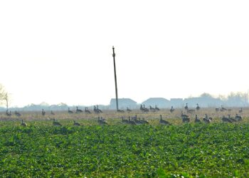 Salonta, gazdă pentru cel mai mare stol de dropii de pe teritoriul României din ultimii 30 de ani, specie considerată dispărută.  Explicațiile specialiștilor