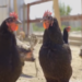Visul belgianului Tim Verhaegen, stabilit în Alparea, în impas. Gospodăria lui Timpuleț nu se mai deschide. Tribunalul Bihor: începe procedura falimentului SC Europe TCV Power SRL