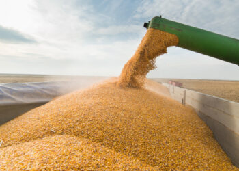 Cine sunt cei mai importanți actori din agricultura Bihorului