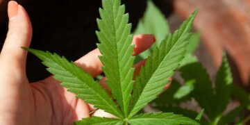 Fără precedent în UE. Vor să legalizeze cannabisul.Un număr mare de întrebări juridice și operaționale