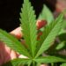 Fără precedent în UE. Vor să legalizeze cannabisul.Un număr mare de întrebări juridice și operaționale