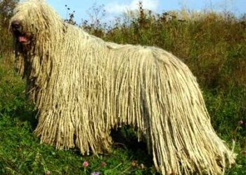 Condamnat la 1 an și 4 luni pentru schingiuirea animalelor. A spus că nu regretă că i-a tăiat coada câinelui, deoarece este în viață și este mai frumoasă ca înainte
