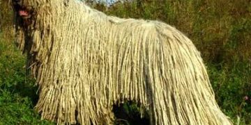 Condamnat la 1 an și 4 luni pentru schingiuirea animalelor. A spus că nu regretă că i-a tăiat coada câinelui, deoarece este în viață și este mai frumoasă ca înainte
