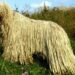 Condamnat la 1 an și 4 luni pentru schingiuirea animalelor. A spus că nu regretă că i-a tăiat coada câinelui, deoarece este în viață și este mai frumoasă ca înainte