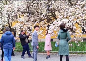 GALERIE. Peste 12.000 de vizitatori/zi în grădina cu magnolii de peste 120 de ani a Palatului baroc din Oradea