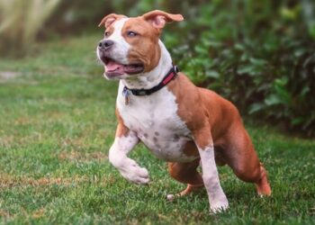 220 zile de amendă fiindcă a împiedicat igienizarea unui teren legând un câine Amstaff de un copac. Era o sentință definitivă