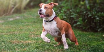 220 zile de amendă fiindcă a împiedicat igienizarea unui teren legând un câine Amstaff de un copac. Era o sentință definitivă