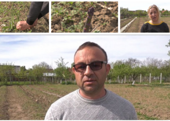 Sparanghelul de Bihor crește la Abram. Familia Varga a lucrat 15 ani în Germania și s-a întors acasă și a investit 3000 euro într-o afacere cu leguma regilor