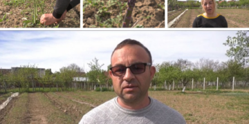 Sparanghelul de Bihor crește la Abram. Familia Varga a lucrat 15 ani în Germania și s-a întors acasă și a investit 3000 euro într-o afacere cu leguma regilor