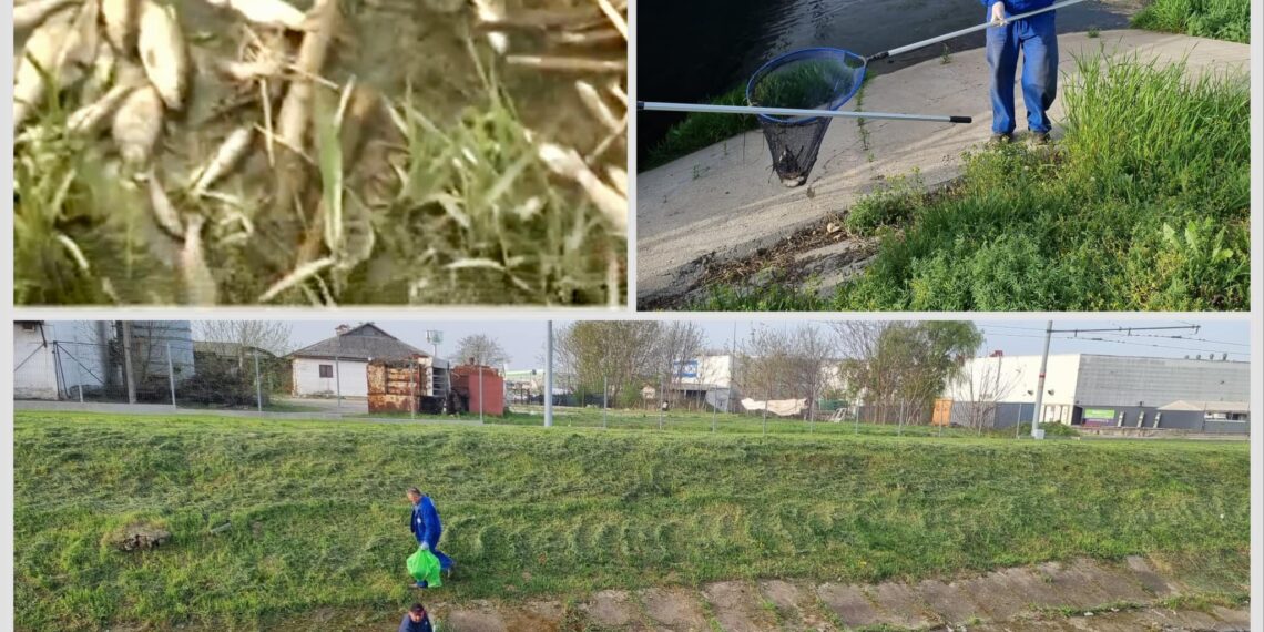 150 de kg de pești morți în urma poluării de pe Peța. Apele Române Crișuri pun la plată Compania de Apă Oradea