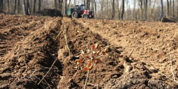 Romsilva va reîmpăduri 341,1 hectare afectate de calamităţi, dăunători. 77 ha sunt în Bihor