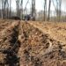 Romsilva va reîmpăduri 341,1 hectare afectate de calamităţi, dăunători. 77 ha sunt în Bihor