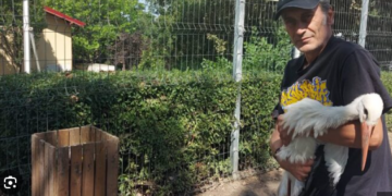 Gripă aviară în Bihor. Cadavrul unei berze era purtător al bolii