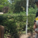 Gripă aviară în Bihor. Cadavrul unei berze era purtător al bolii