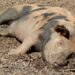 Noi focare de pestă porcină africană în Bihor