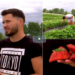 Afacere de succes cu capșuni-gigant.Fructele sunt dintr-un soi deosebit numit „Asia” şi pot ajunge la 170 de grame
