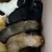 17.000 lei amendă după ce a abandonat o plasă plină cu căâei în centrul Paleu-ului