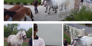 Povestea lui Ionuț Hendre, crescătorul de cai care își etalează exemplarele la expoziția organizată cu Primăria Oșorhei și CS Oșorhei