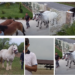 Povestea lui Ionuț Hendre, crescătorul de cai care își etalează exemplarele la expoziția organizată cu Primăria Oșorhei și CS Oșorhei
