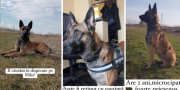 1000 de euro recompensă pentru Mike. E căutat de o lună, inclusiv cu drona