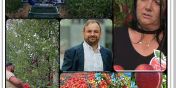 Livada din Bihor în care mărul de aur se culege cu mănuși. Eleonora Iacob cultivă la Urvind un soi de lux, exclusivist, un măr de club.„Divinitatea, domnul Reinhard Kaneppele și domnul primar Sorban Levente m-au ajutat„