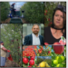 Livada din Bihor în care mărul de aur se culege cu mănuși. Eleonora Iacob cultivă la Urvind un soi de lux, exclusivist, un măr de club.„Divinitatea, domnul Reinhard Kaneppele și domnul primar Sorban Levente m-au ajutat„
