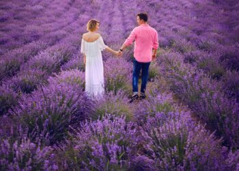 Au adus câmpurile de lavandă din Provence la Santăul Mic. Începe Festivalul lavandei