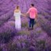 Au adus câmpurile de lavandă din Provence la Santăul Mic. Începe Festivalul lavandei