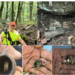 Descoperire extraordinară în zona Măgești:un topor din epoca bronzului, vechi de 3000 de ani, plin cu aur pur