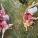 Măcel. Berbecii unei stâne din Groși atacați de o haită de lupi în toiul nopții